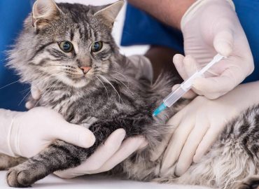 Benefits of Pet Vaccinations