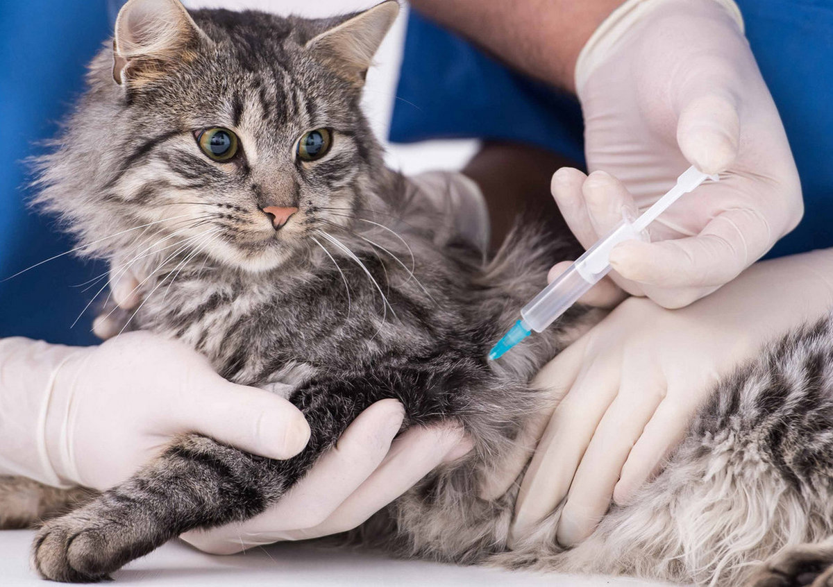 Benefits of Pet Vaccinations